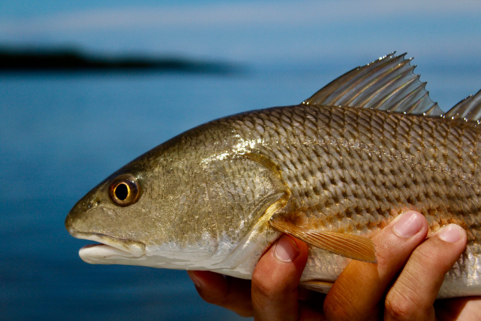 Top 10 Florida Fishing Spots An Angler's Guide