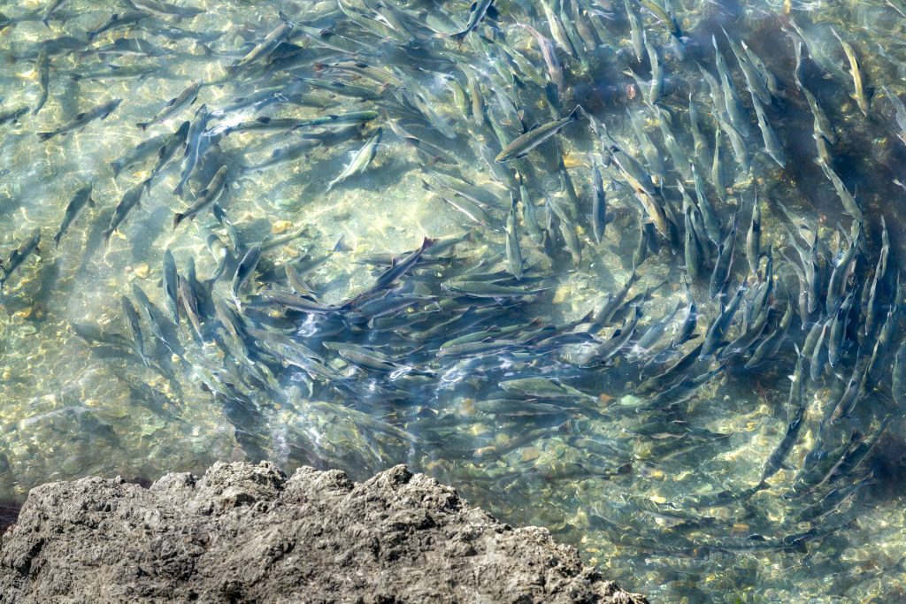 A photo of Pink Salmon congregating in the Sakhalin waters