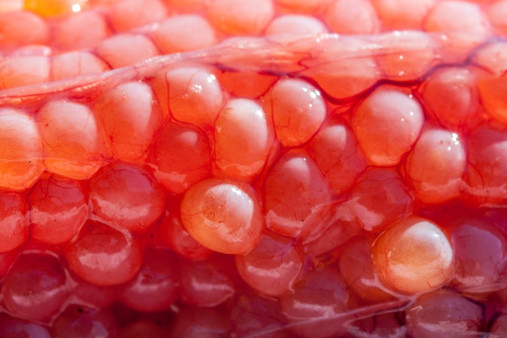 How to Fish for Sturgeon in BC The Complete Guide (Updated 2023)