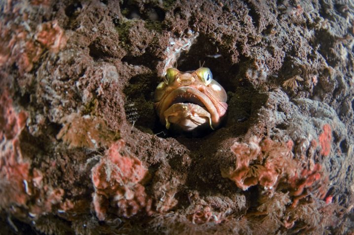 Sarcastic Fringehead fish looking out of a hole in a reef