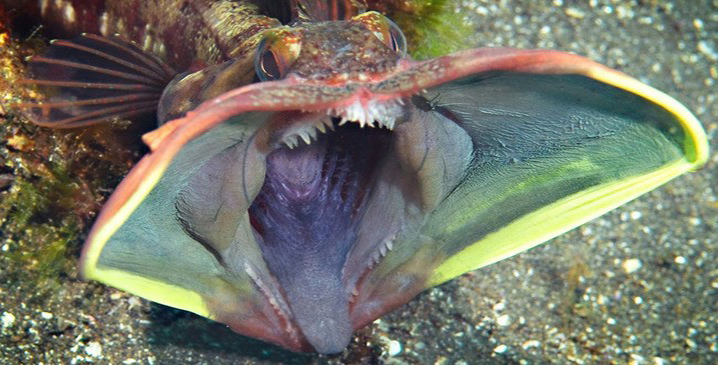 Sarcastic Fringehead fish with large, open mouth