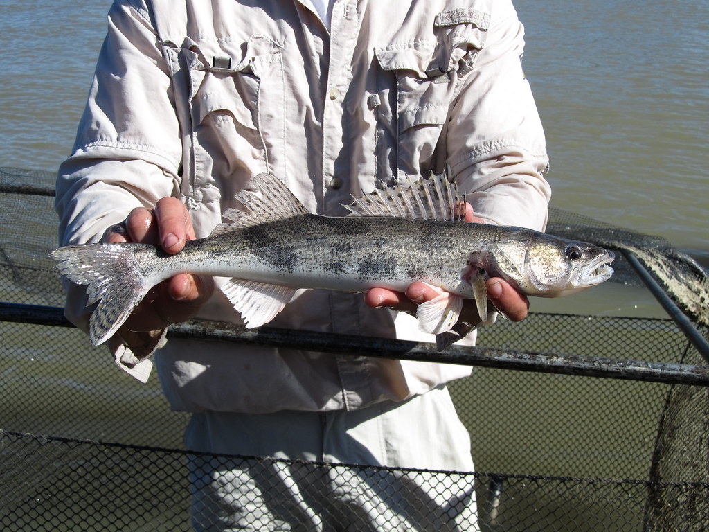 sauger emerald lake fishing planet