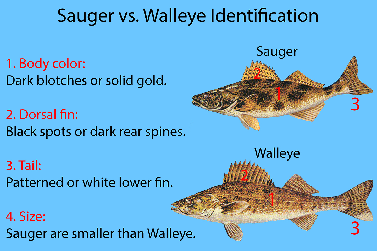Sauger vs walleye all you need to know