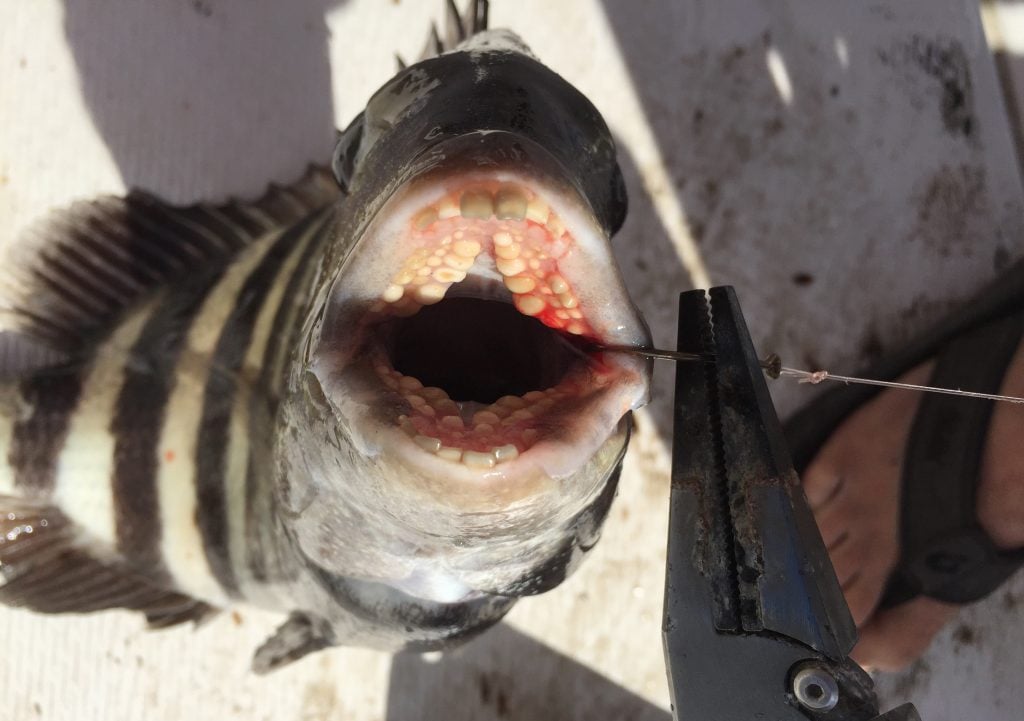 best spinning rod for sheepshead fishing