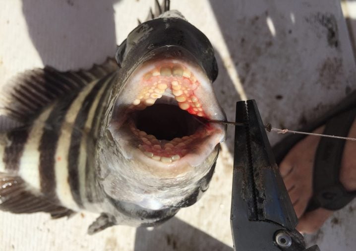 Face-on view of Sheepshead with mouth open, looking at teeth