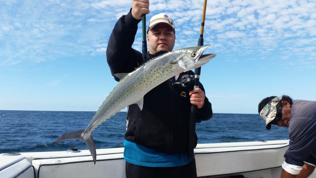 en fisker som holder En Sierra Makrell på en båt