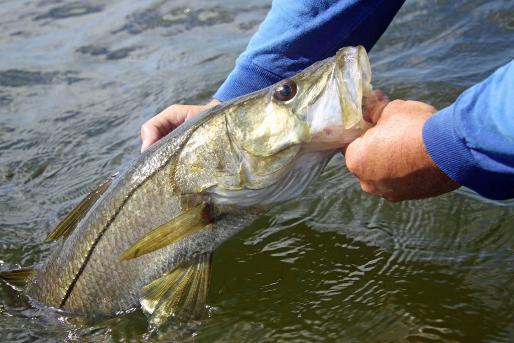 Angler holding a snook in water