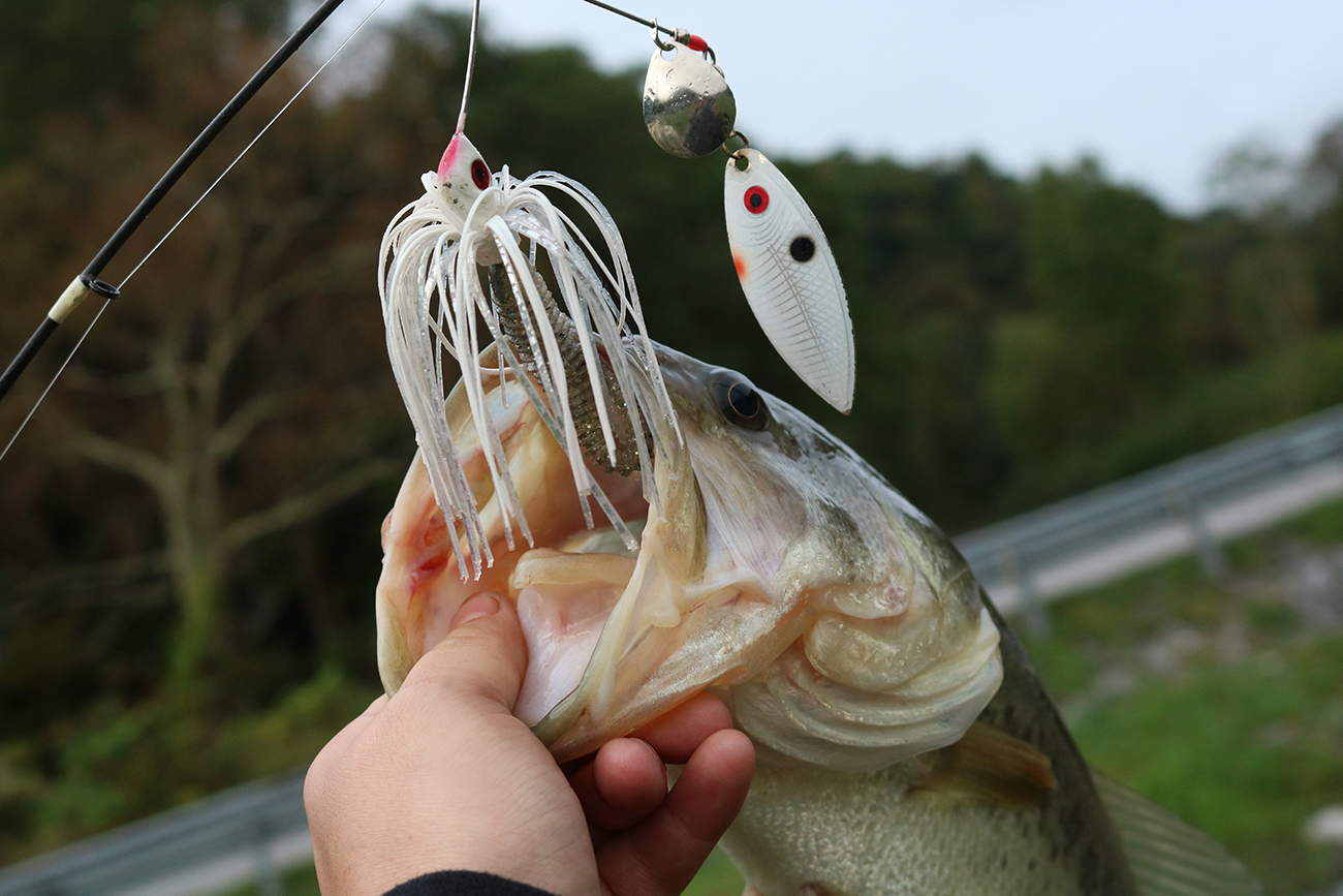 Largemouth Bass Fishing Spring