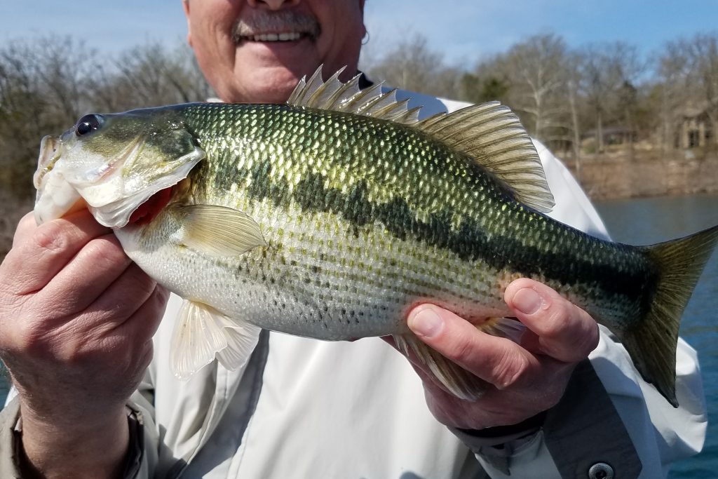 A closeup of a Spotted Bass being held up by a man in a white jacket on a sunny day