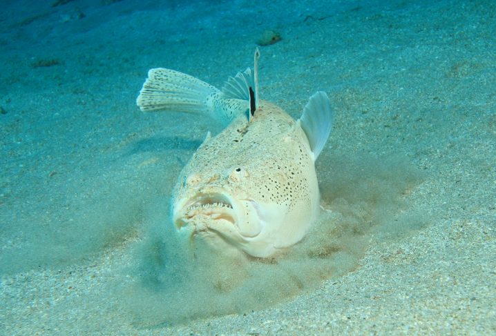 Northern Stargazer fish swimming along the sea floor