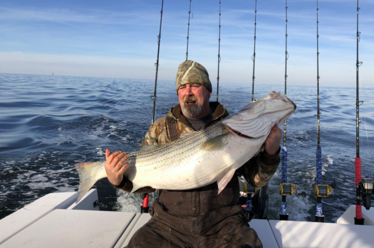 Virginia State Fish Feisty and Tasty (Updated 2023)