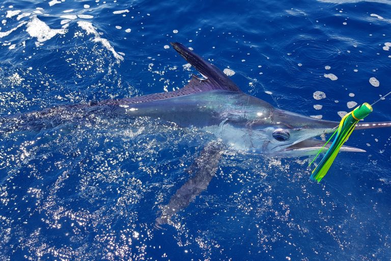 How to Fish for Marlin The Complete Guide
