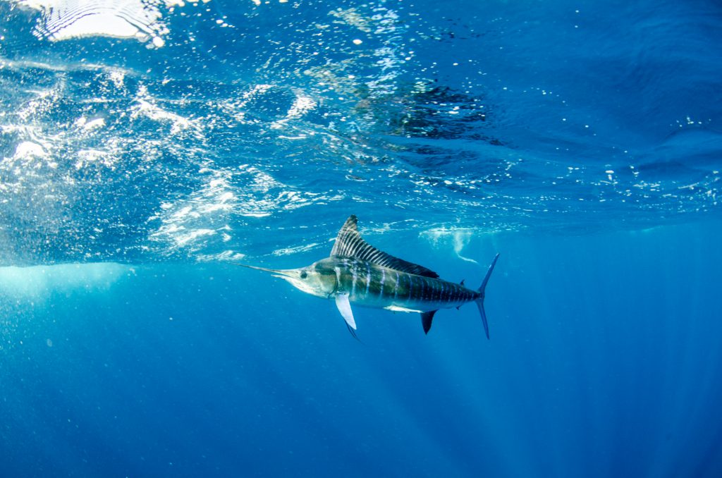 Striped Marlin in Cabo