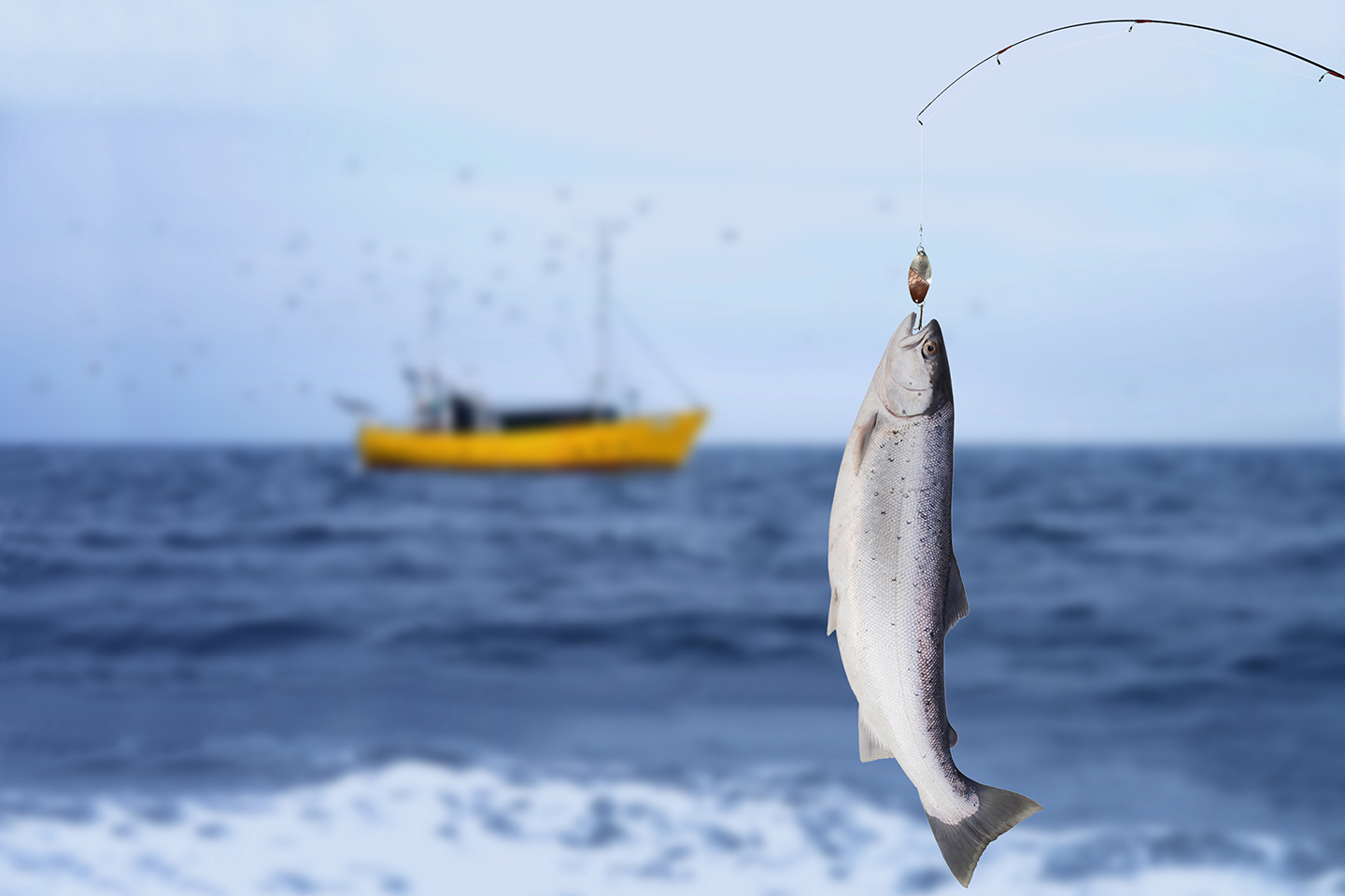 Sustainable Fish All You Need to Know