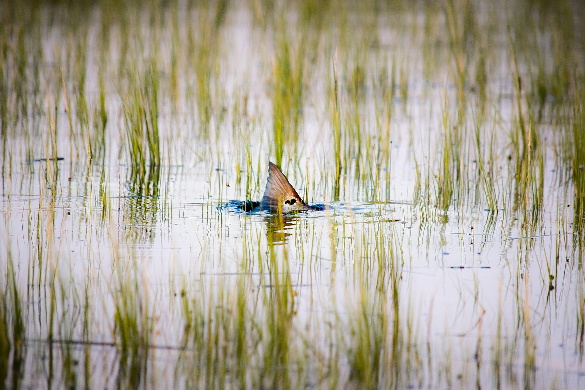 A tailing Redfish poking out of the water among seagrasses