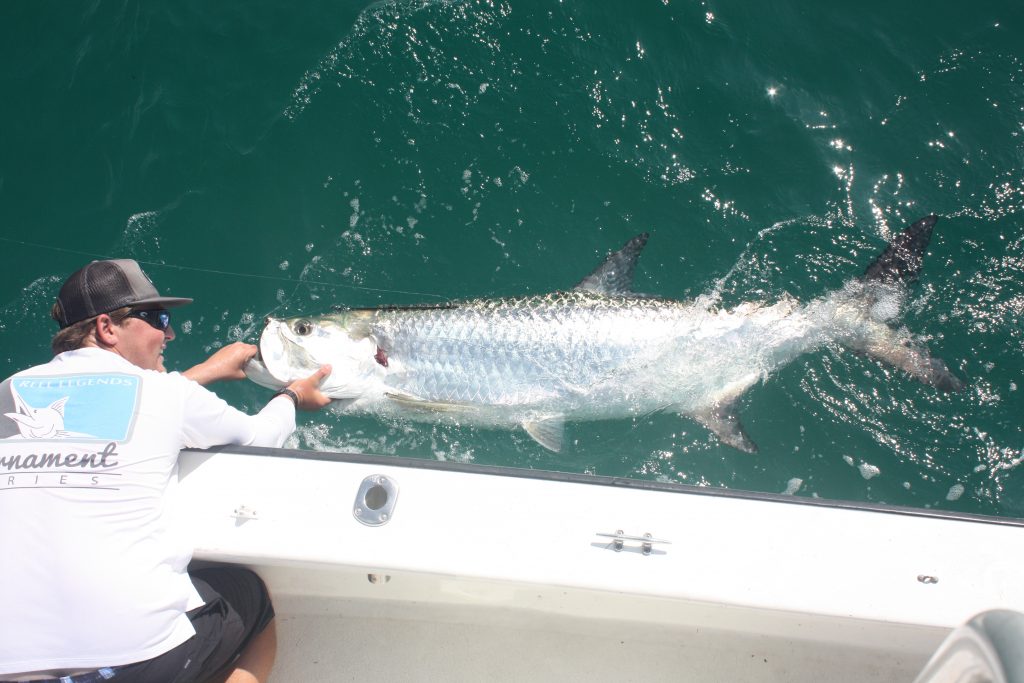 A photo of huge Tarpon in the water, with an angler standing in a boat, holding it by its mouth