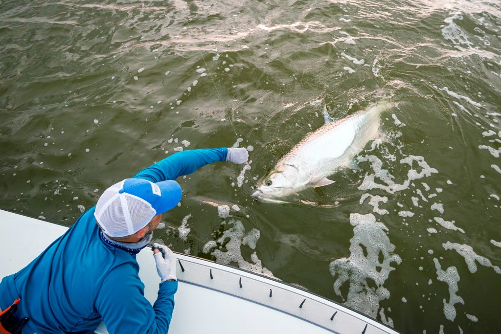 A sport fisherman bringing a Tarpon alongside a boat before releasing it