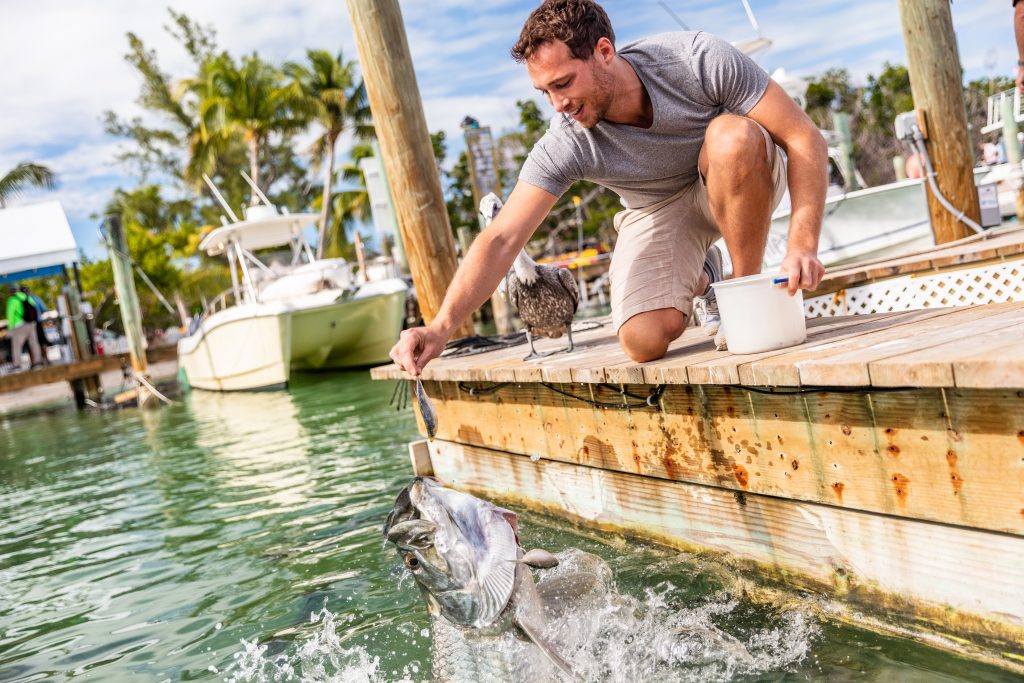 Un hombre alimentando un sábalo desde un muelle en Islamorada, FL.