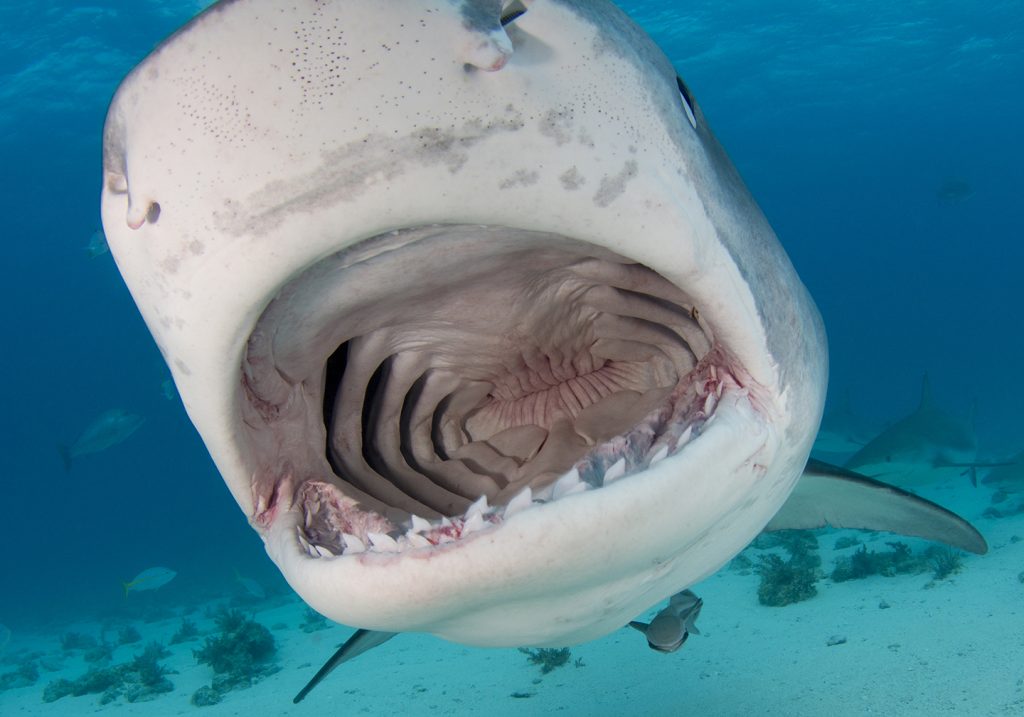 13 Shark Facts You Just Won T Believe