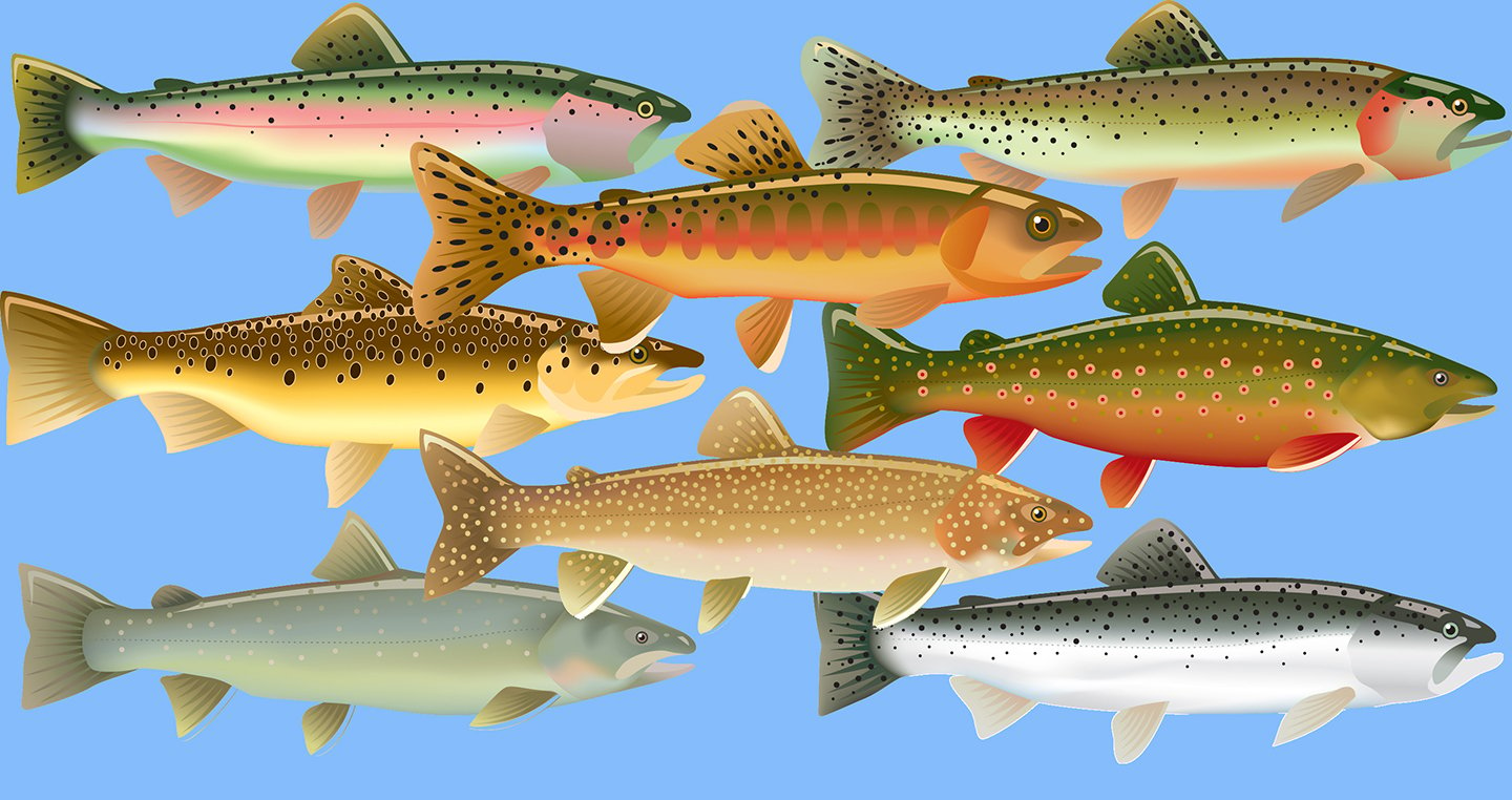 A drawing of 8 different North American Trout species on a blue background.