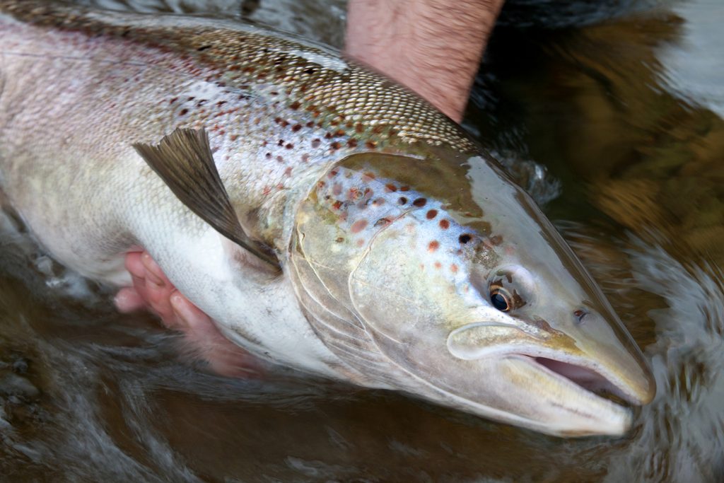Trout vs. Salmon All You Need to Know Fish Club