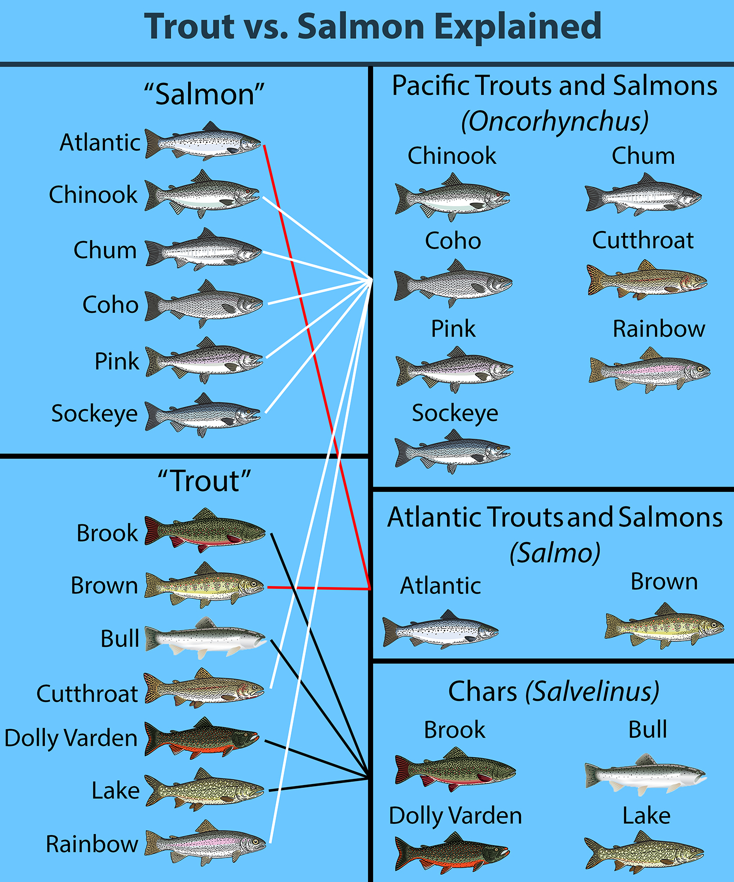 forel-vs-zalm-alles-wat-u-moet-weten-the-bay