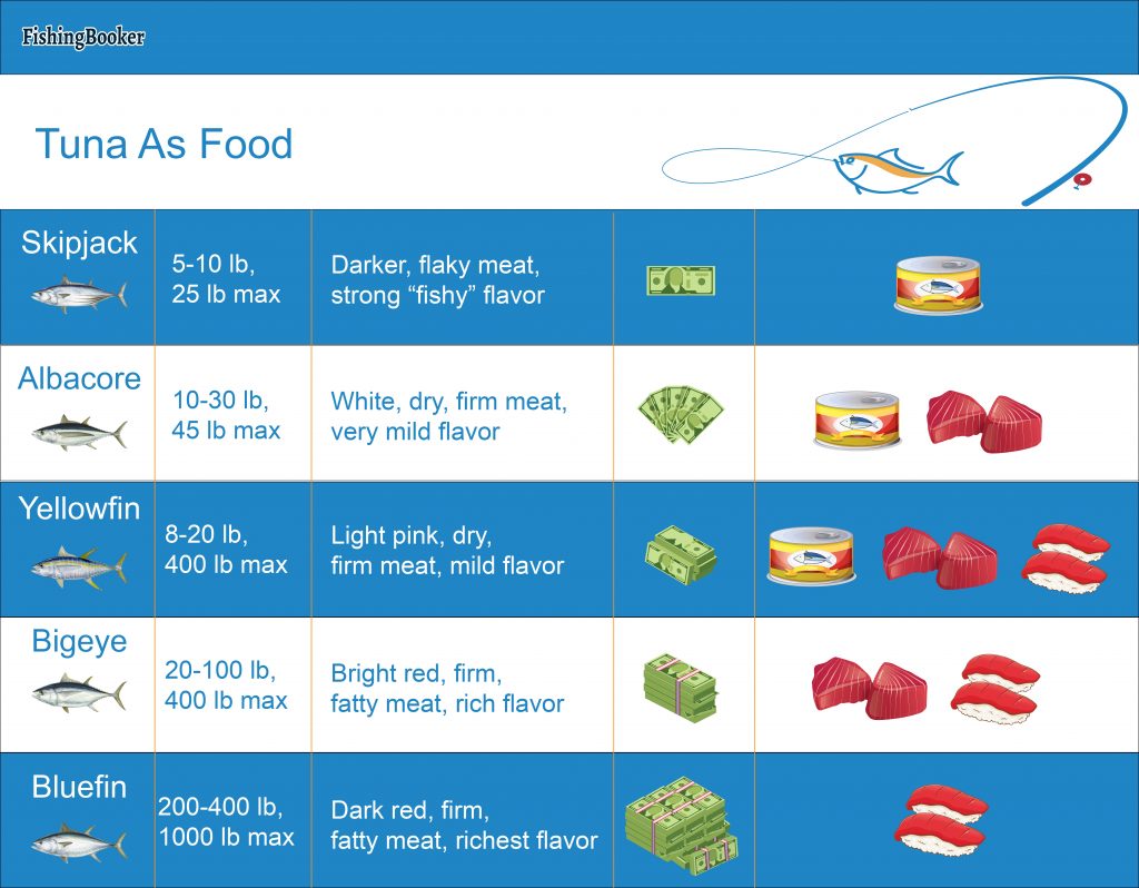 Types of Tuna Explained Taste, Cost, and More