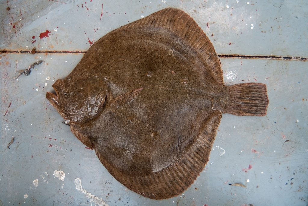 A Turbot, one of the most expensive types of Flatfish in the world, lying on the floor of a boat.