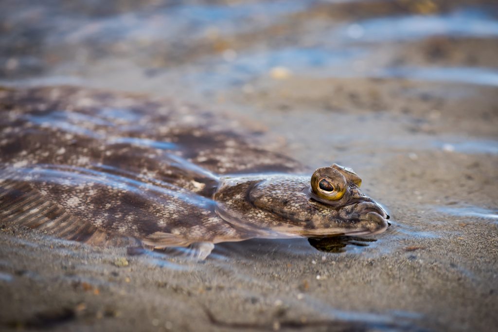 A Summer Flounder, one of the most common types of Flatfish in the US, poking its eyes out of the water in a shallow pool.
