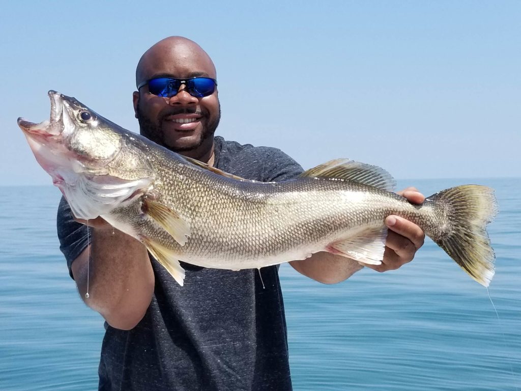 A bold man in sunglasses holding a trophy Walleye