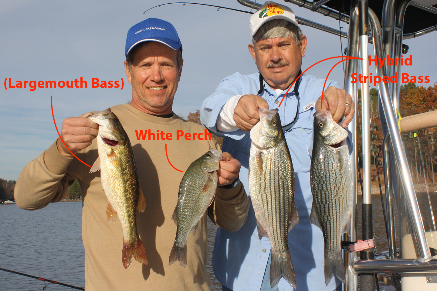 White Perch Vs White Bass A Simple Guide