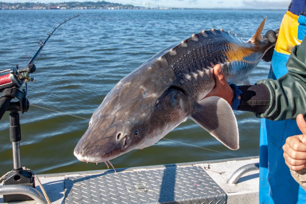 white sturgeon california fishing planet