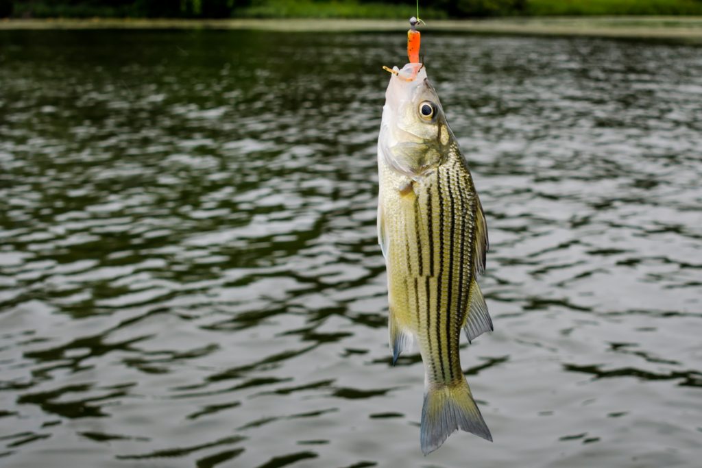 Types of Bass in North America: A Simple Guide (Updated 2023)