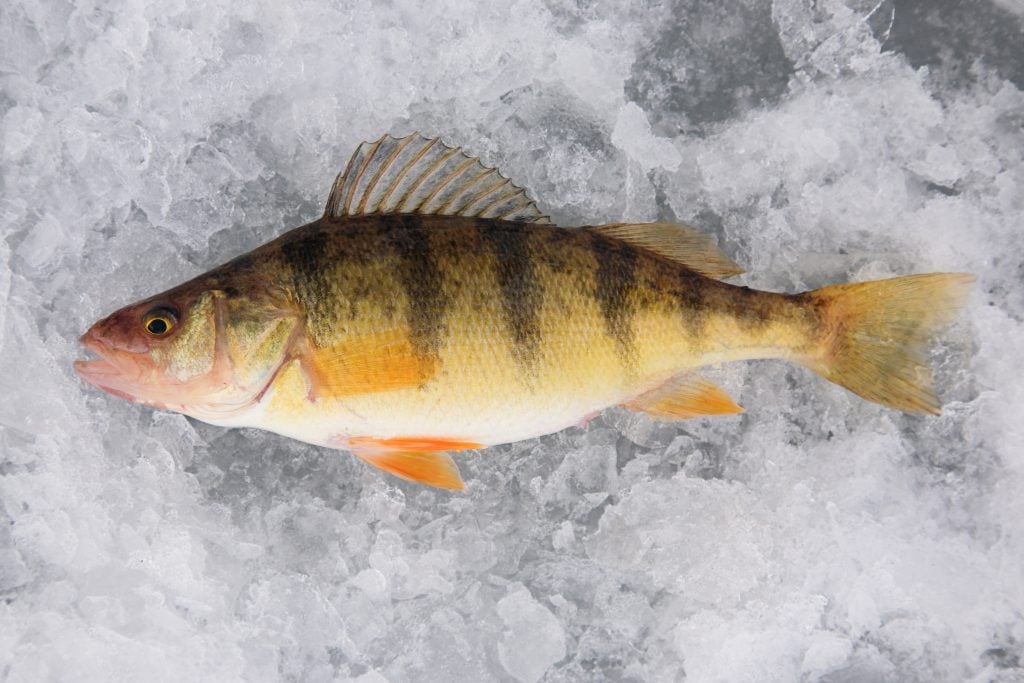 A freshly-caught Yellow Perch lying on ice