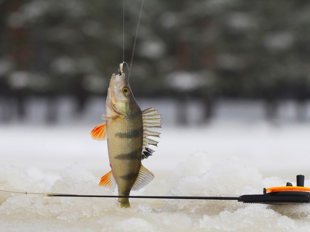 A small Yellow Perch on a line, caught while ice fishing, with a frozen lake in the background