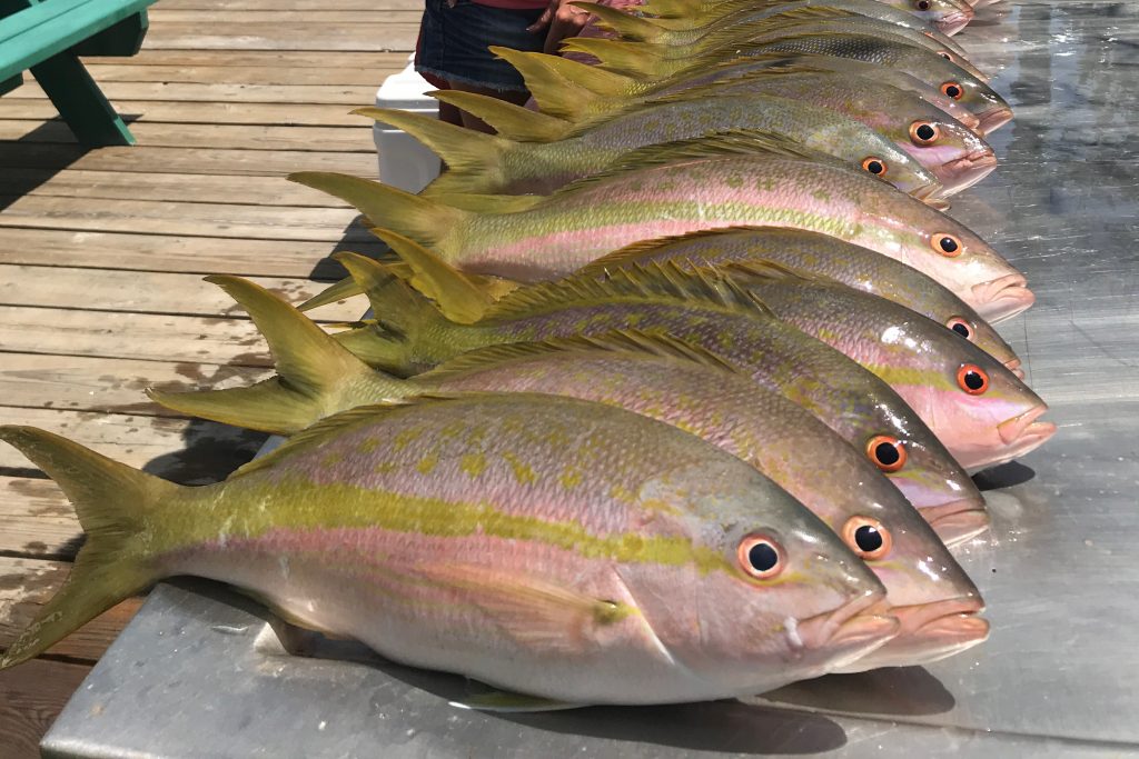 Types of Snapper in Florida A Quick Guide (Updated 2023)