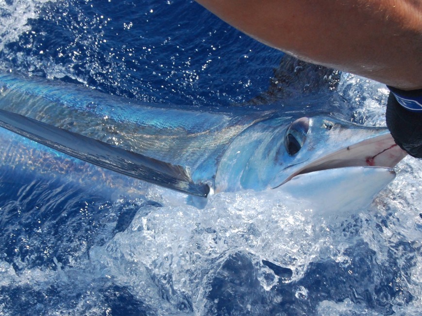 Sailfish vs. Swordfish All You Need to Know