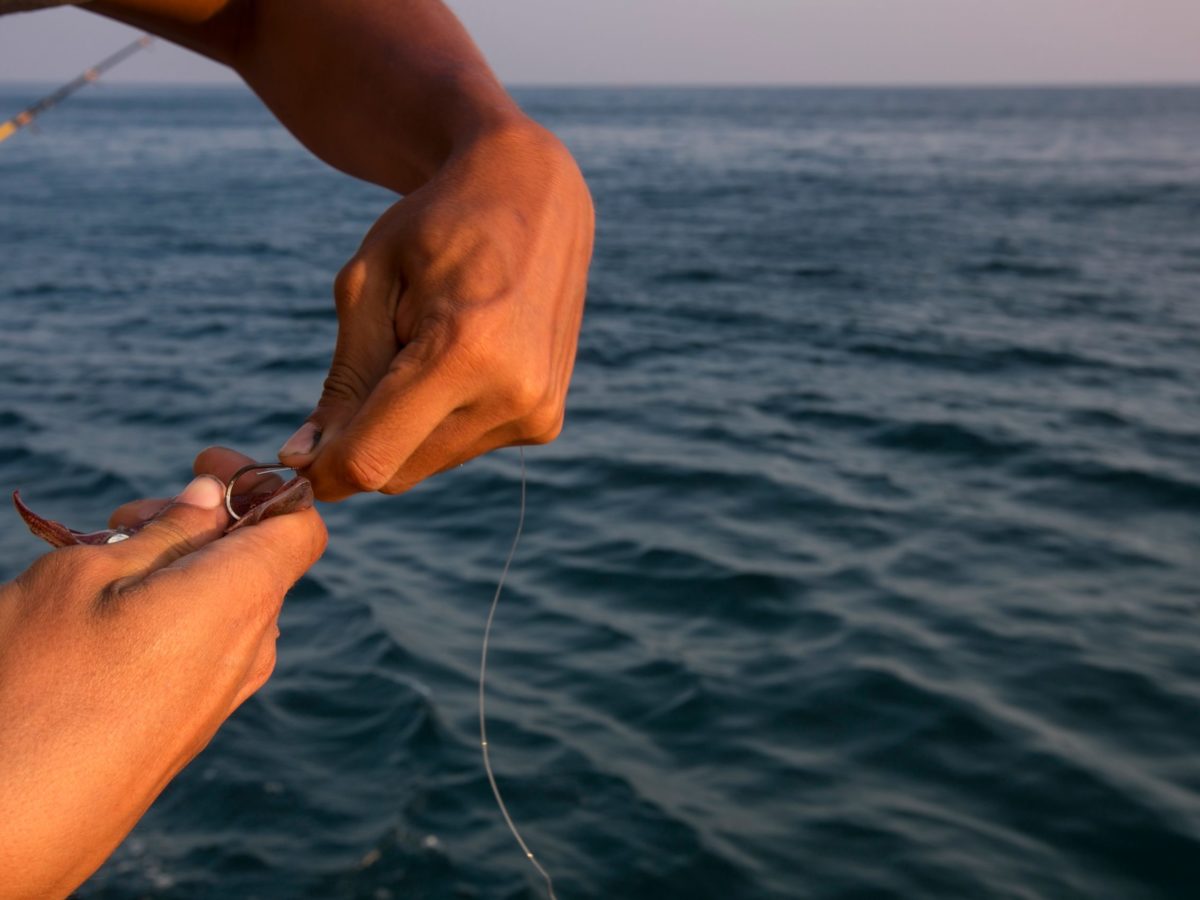 live shiners for sale near me