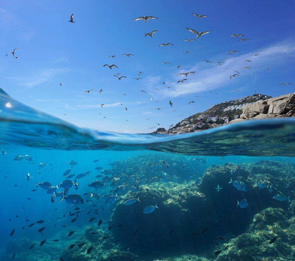 a picture of birds flying over an underwater school of fish