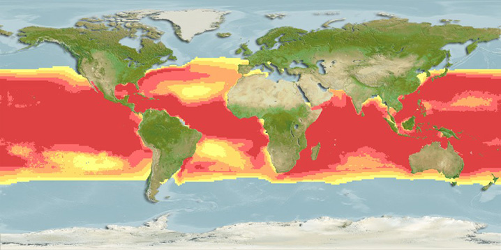 Blue Marlin habitat heatmap
