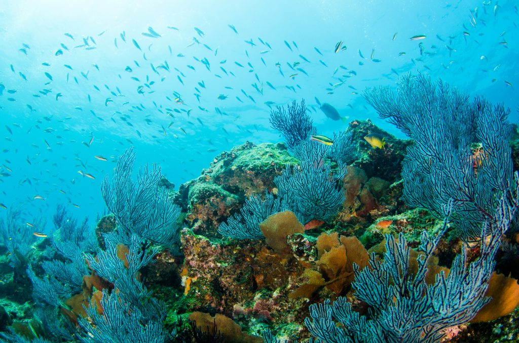 Coral Reef Conservation: A Treasure Worth Saving (Updated 2023)