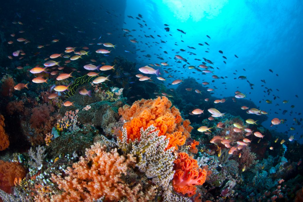 a healthy coral reef with many fish swimming around