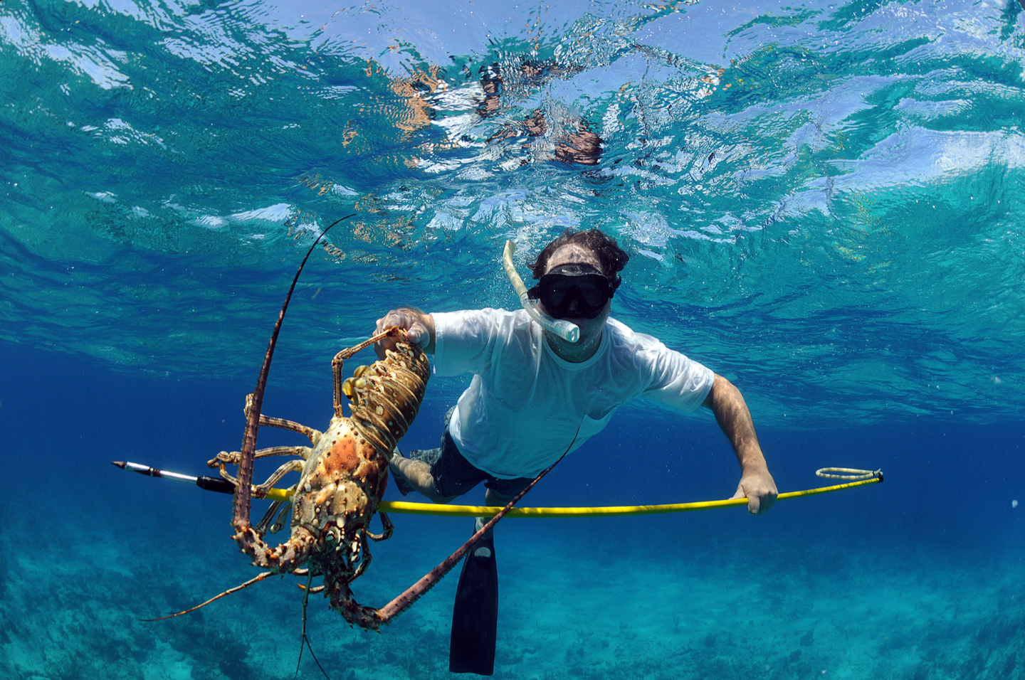 An underwater image showing spearfishing for beginners – a diver in a t-shirtholding a Lobster he caught with a yellow pole spear
