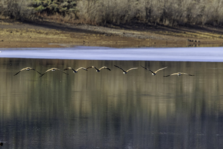 View of the Fish Lake as birds fly over the water surface looking for fish.
