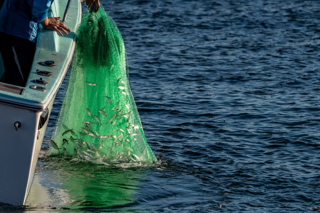 an angler in a boat, pulling a large cast net full of baitfish from the water