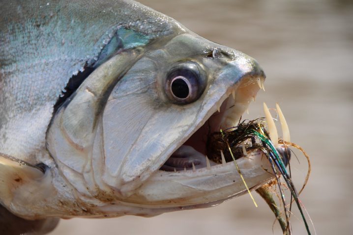 Close-up of the scary fish Payara showing long teeth