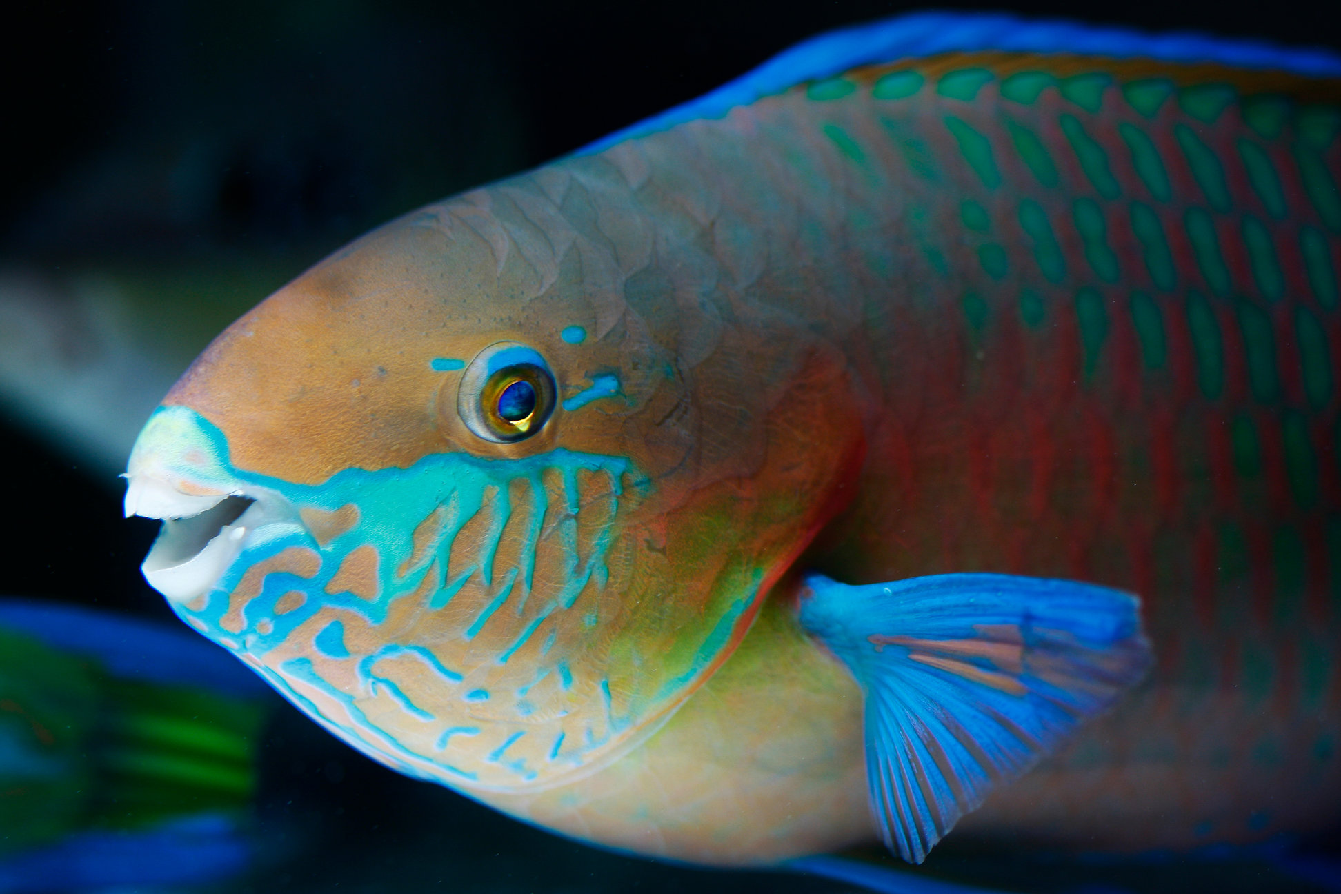 7 Fish Facts You Won’t Believe (Updated 2023)