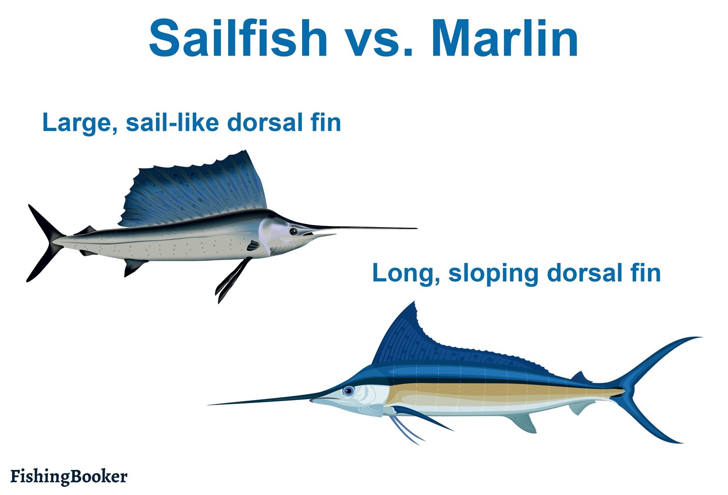 a comparação visual de um sailfish vs. um marlin