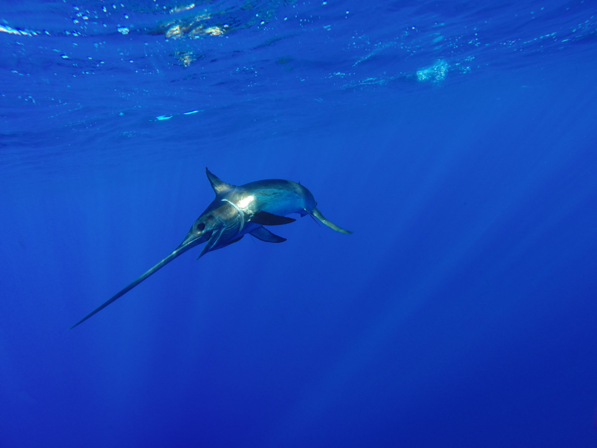 A magnificient Swordfish, one of the fastest fish in the ocean, swimming in shallow water