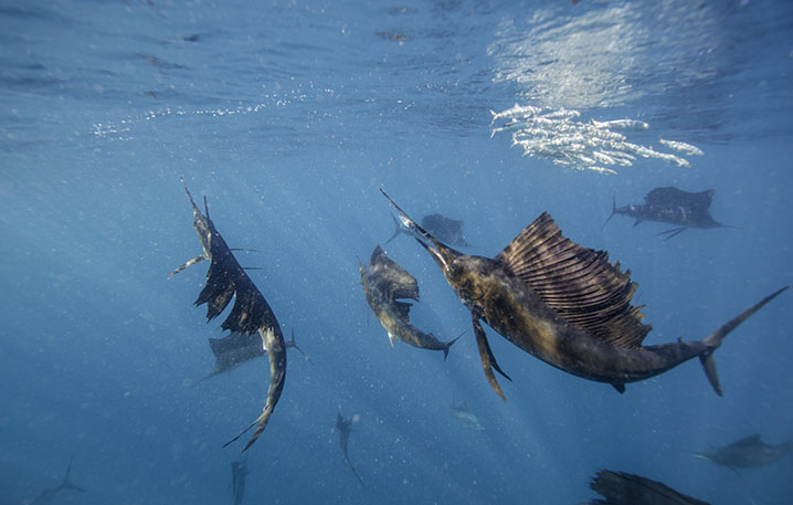 Un groupe d'espadons voiliers chassant ensemble près de la surface de l'océan.